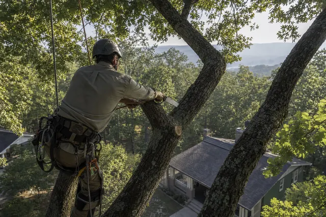 Arborist in climbing harness making a pruning cut on a white oak limb above a bungalow